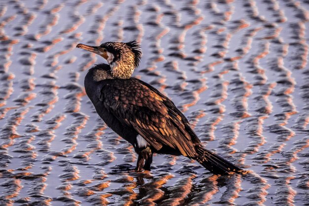 Foto hooghoek van de vogel