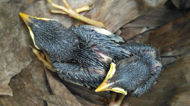 Foto hooghoek van een baby vogel