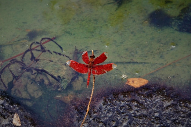 Hooghoek van een rood esdoornblad op het water