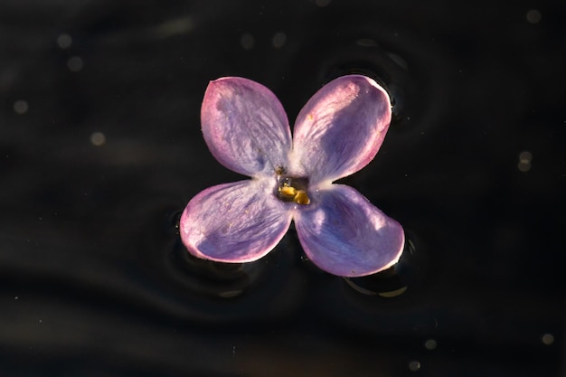 Foto hooghoek van een roze bloeiende plant