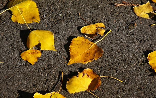 Foto hooghoek van gele esdoornbladeren op de weg