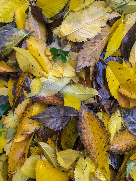 Foto hooghoek van gele herfstbladeren