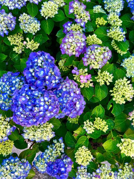 Foto hooghoek van paarse hortensia bloemen