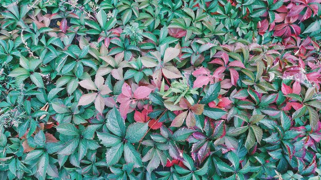 Hooghoek van roze bloeiende planten