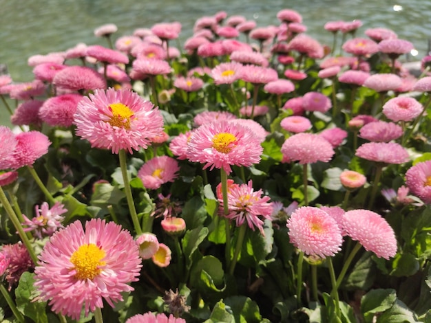 Hooghoek van roze bloeiende planten