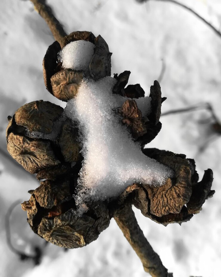 Foto hooghoekbeeld van bevroren planten