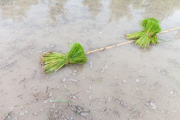 Foto hooghoekbeeld van blad op zand