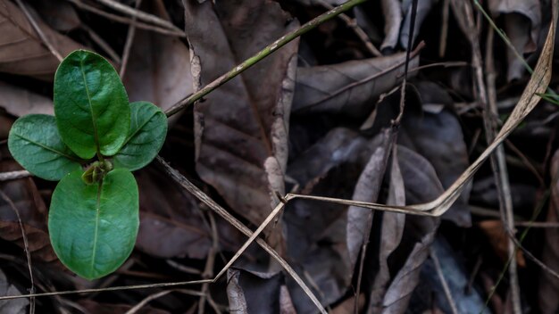 Hooghoekbeeld van bladeren die op een plant groeien