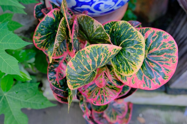 Foto hooghoekbeeld van bladeren in potplanten