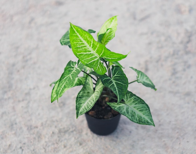 Foto hooghoekbeeld van bladeren van planten in potten