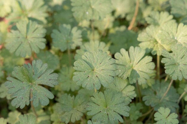 Foto hooghoekbeeld van bladeren van planten