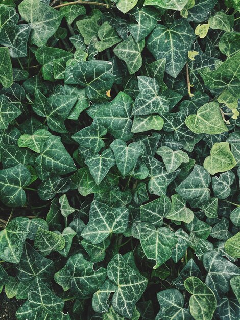 Foto hooghoekbeeld van bladeren van planten