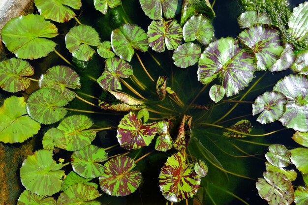 Foto hooghoekbeeld van bloeiende bladeren van planten