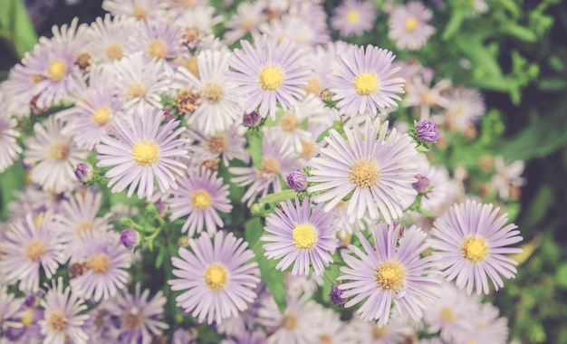 Hooghoekbeeld van bloeiende bloemen in de buitenlucht