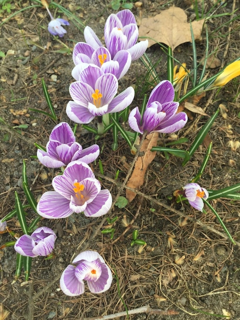 Foto hooghoekbeeld van bloeiende krokussen op het veld