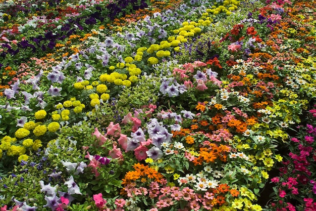 Foto hooghoekbeeld van bloeiende planten op het veld