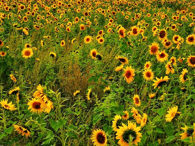 Foto hooghoekbeeld van bloeiende planten op het veld