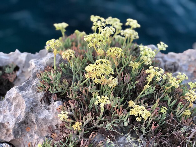 Foto hooghoekbeeld van bloeiende planten op rotsen