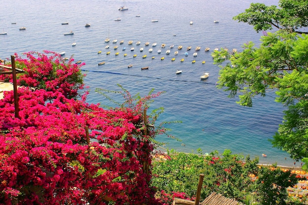 Foto hooghoekbeeld van bloeiende planten vanaf de zee