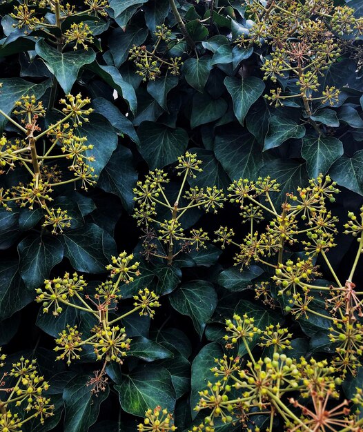 Foto hooghoekbeeld van bloeiende planten