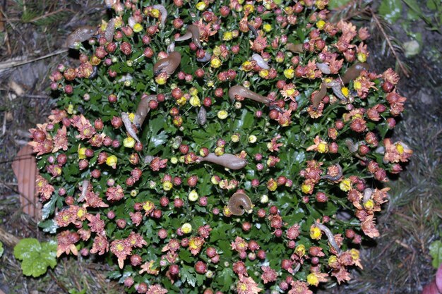 Hooghoekbeeld van bloeiende planten