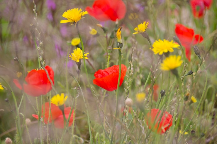 Foto hooghoekbeeld van bloemen die op het veld groeien