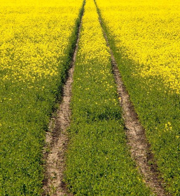 Foto hooghoekbeeld van bloemenveld