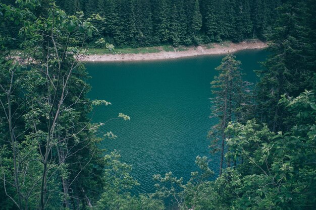 Foto hooghoekbeeld van bomen bij een rivier in het bos