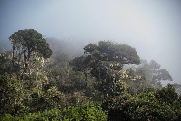 Hooghoekbeeld van bomen die in het bos groeien tijdens mistig weer
