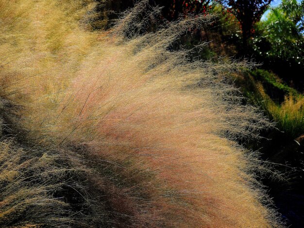 Foto hooghoekbeeld van bomen die op het veld groeien