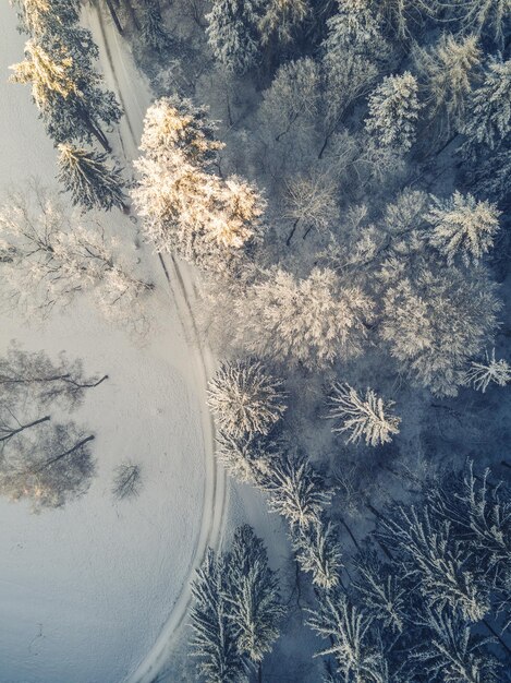 Foto hooghoekbeeld van bomen in het bos tijdens de winter