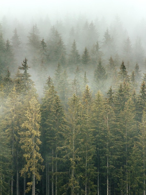 Hooghoekbeeld van bomen in het bos tijdens mistig weer
