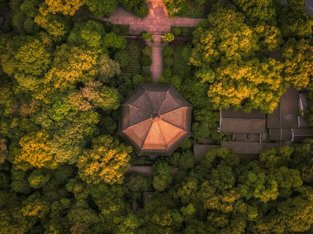 Foto hooghoekbeeld van bomen in het bos