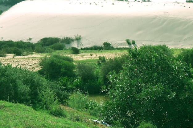 Foto hooghoekbeeld van bomen op het veld