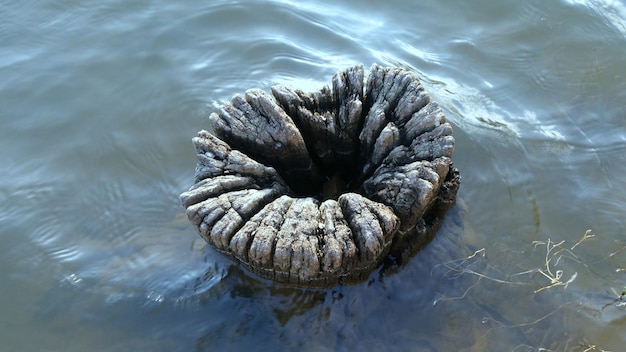 Hooghoekbeeld van boomstomp in het meer