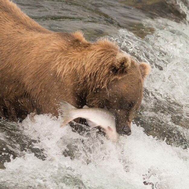 Foto hooghoekbeeld van bruine beer die vis eet in de rivier