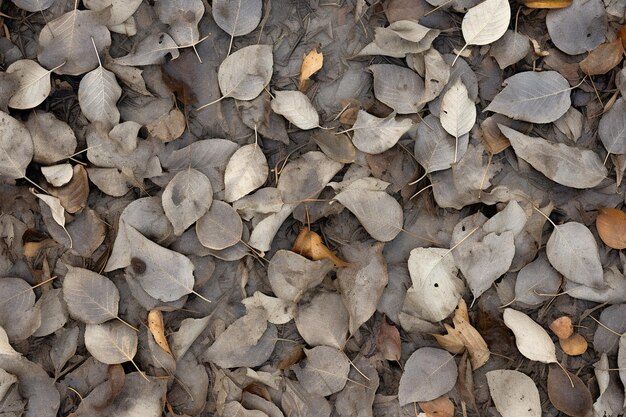 Hooghoekbeeld van cementbetonvloer met droge bladeren