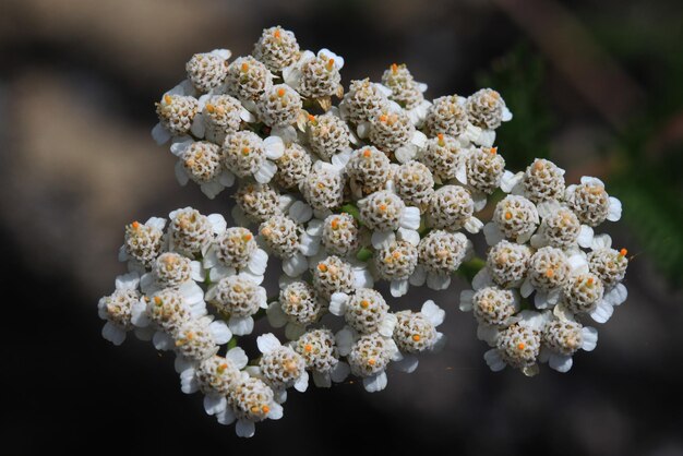 Foto hooghoekbeeld van de bloem