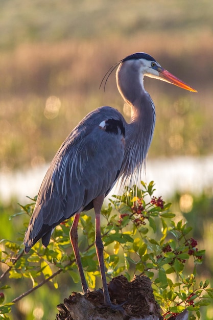 Hooghoekbeeld van de grijze reiger die zit