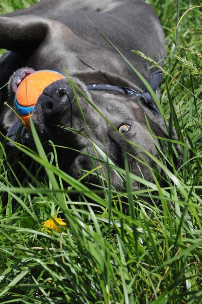 Hooghoekbeeld van de hond op het veld