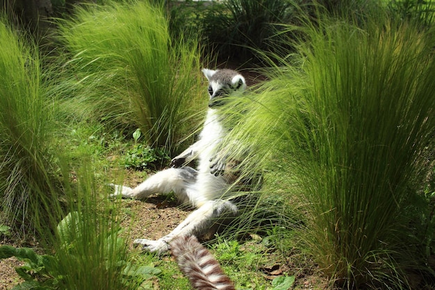 Hooghoekbeeld van de lemur die op het veld zit