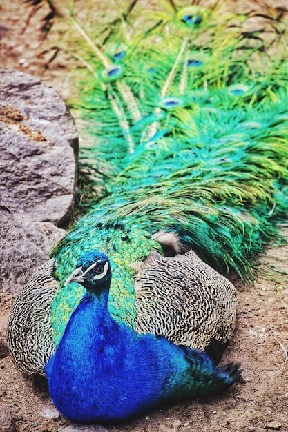 Foto hooghoekbeeld van de pauw