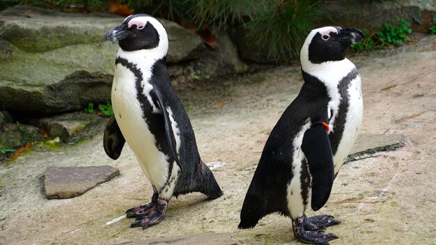 Foto hooghoekbeeld van de pinguïn