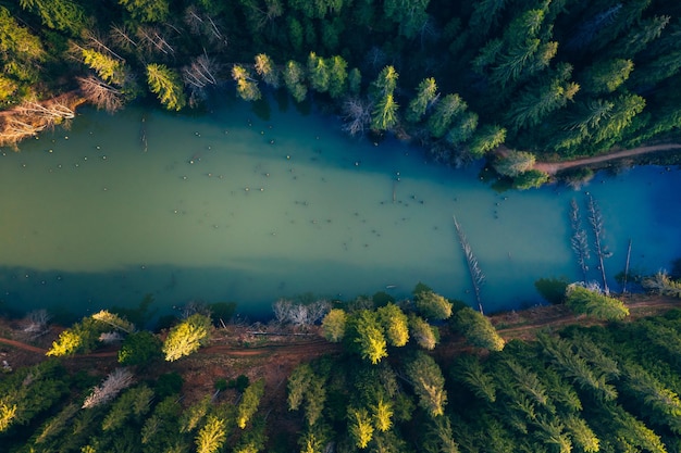 Hooghoekbeeld van de rivier te midden van bomen in het bos