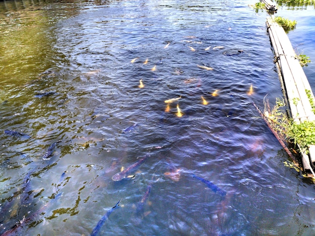 Foto hooghoekbeeld van de rivier