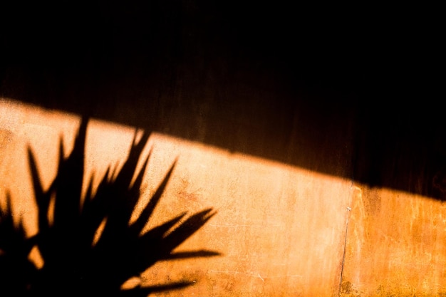 Foto hooghoekbeeld van de schaduw van de plant op de muur