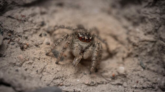 Foto hooghoekbeeld van de spin op het veld