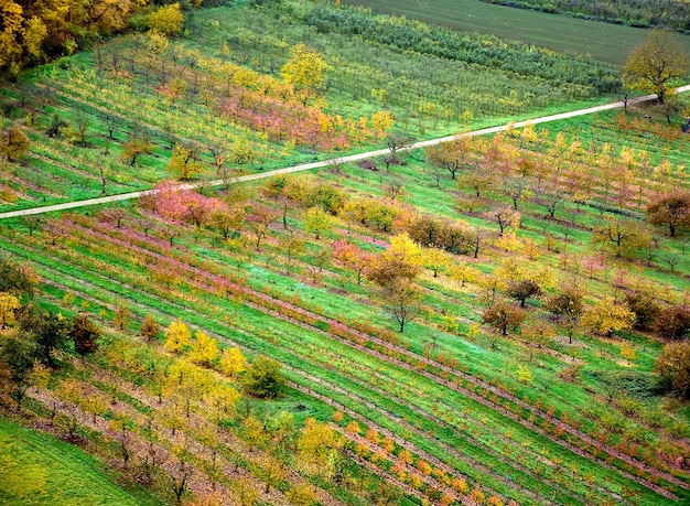 Foto hooghoekbeeld van de wijngaard