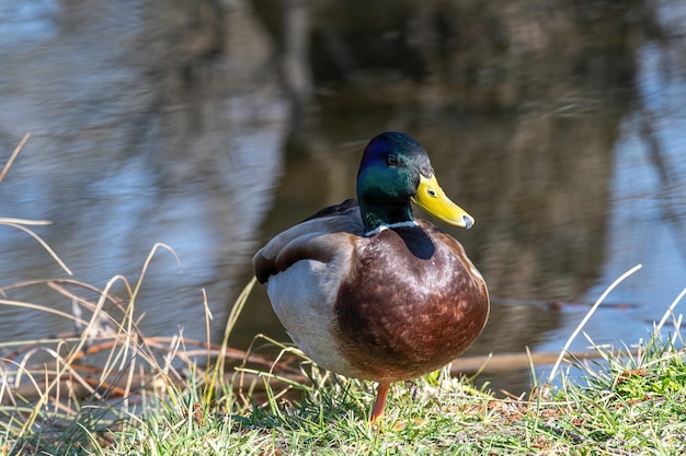 Foto hooghoekbeeld van de wilde eend in het meer