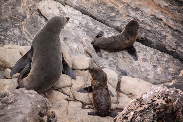 Hooghoekbeeld van de zeehondenfamilie